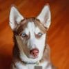 Brown White Serbian Husky paint by numbers
