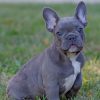 French Bulldog Puppy On Grass paint by numbers