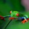 Green Frog On Green Leaf paint by numbers