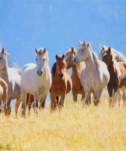 Herd Of Mustang paint by numbers