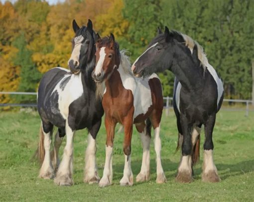 Irish Horses paint by numbers