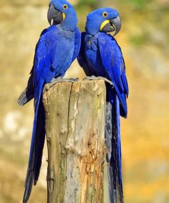Hyacinth Macaw paint by numbers