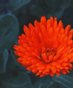 Orange Peatald Flower paint by numbers