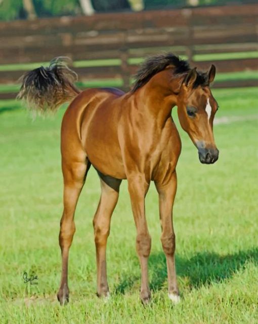 Arabian Foal paint by numbers