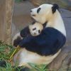 Baby And Mummy Panda paint by numbers