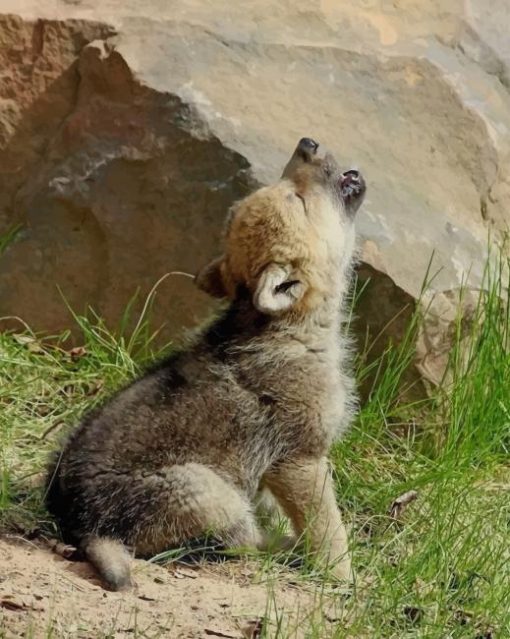 Baby Wolf Howling paint by numbers