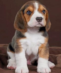 Baby Beagle Dog paint by numbers