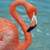 Beautiful Flamingo paint by numbers