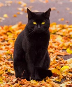Black Cat In Autumn paint by numbers