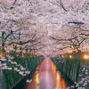 Cherry Blossoms Japan paint by numbers