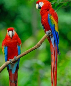 Colorful Macaw Parrots paint by numbers