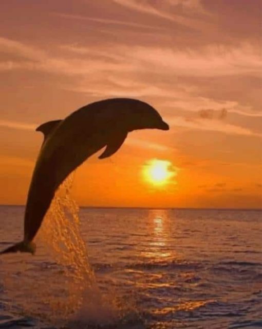 Dolphin And The Sunset paint by numbers