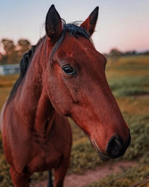 Domestic Horse Standing In Paddock In Farm paint by numbers