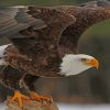 Bald Brown Eagle paint by numbers
