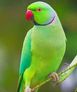 Indian Green Parrot paint by numbers