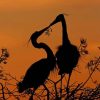 Heron Silhouette paint by numbers