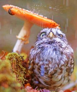 Owl Hiding From The Rain paint by numbers