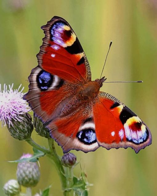 Peacock Butterfly paint by numbers