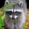 Raccoon Animal paint by numbers