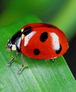 Red And Black Coccinelle paint by numbers
