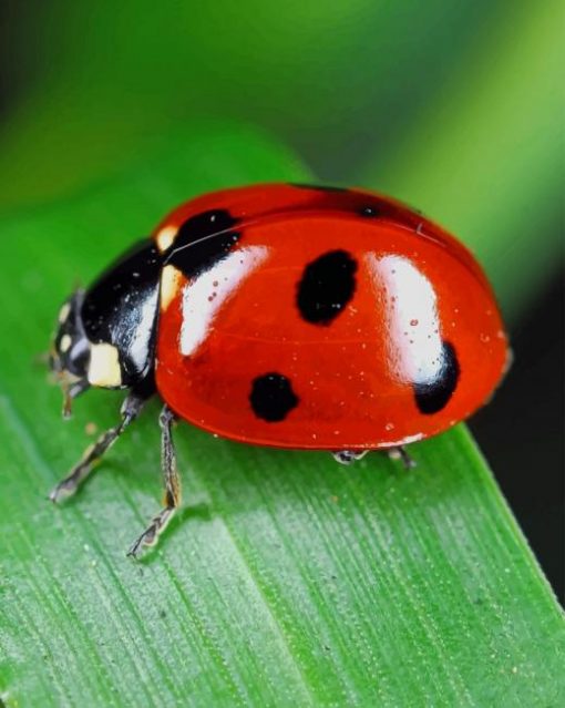 Red And Black Coccinelle paint by numbers