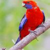 Red Crimson Rosella paint by numbers
