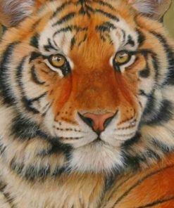 Siberian Tiger paint by numbers