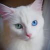 White Cat With Green And Blue Eyes paint by numbers