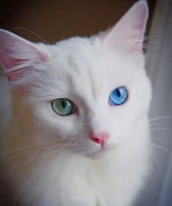 White Cat With Green And Blue Eyes paint by numbers