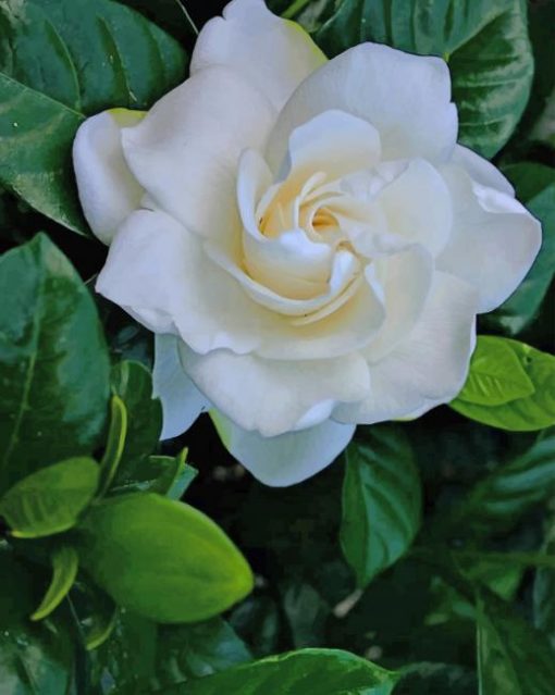 White Rose paint by numbers