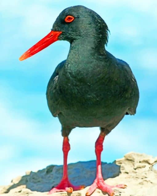 African Black Oystercatcher paint by numbers