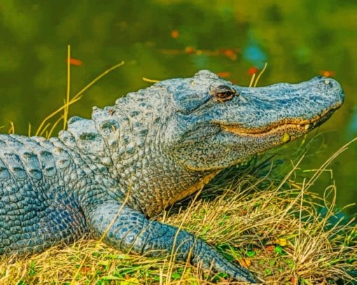 Alligator Resting Near A Lake paint by numbers