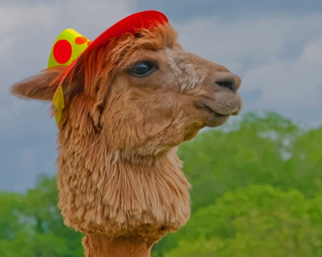 Alpaca Domesticated Llamas paint by numbers