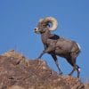 American Bighorn sheep Paint By Numbers