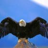 American Black Bald Eagle paint by numbers