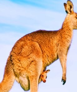 Australian Kangaroo Species paint by numbers