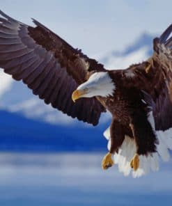 Bald Eagle Flying paint by numbers