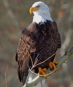 Bald Eagle paint by numbers