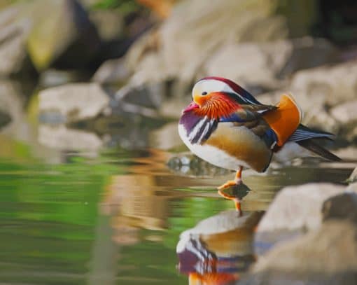 Mandarin Duck Bird paint by numbers