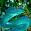 Blue Snake Viper paint by numbers
