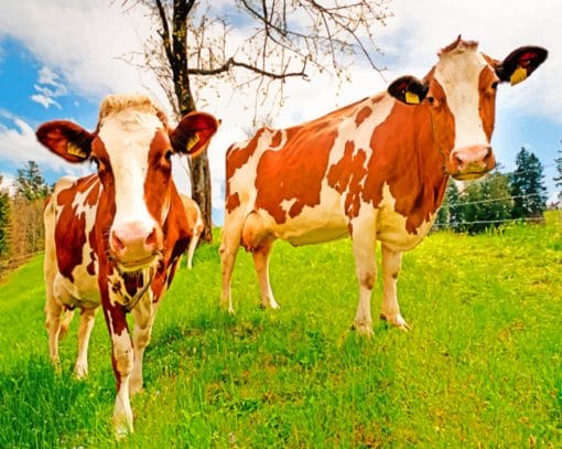 Brown And White Cows Paint By Numbers