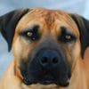 Brown Dog Black Mouth Cur paint by numbers