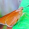 Brown Skipper Butterfly paint by numbers