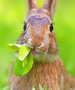 Bunny Eating Grass paint by numbers