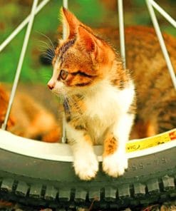 Cat On Bicycle Tier paint by numbers