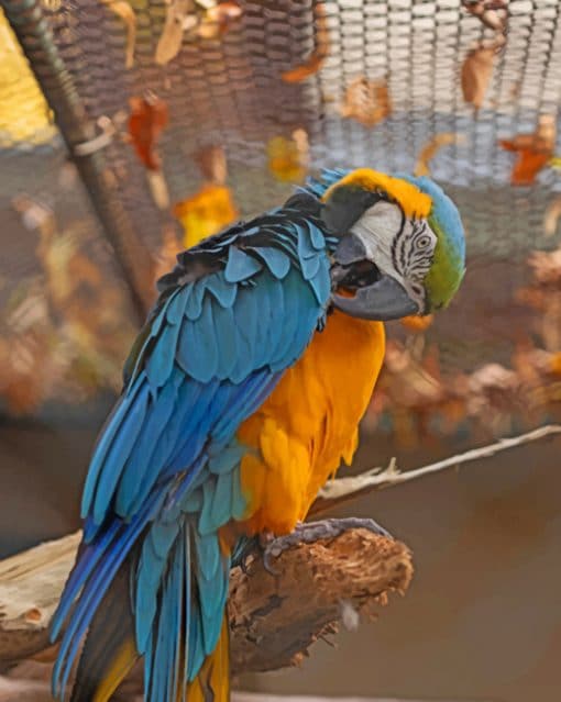 Colorful Parrot Paint By Numbers