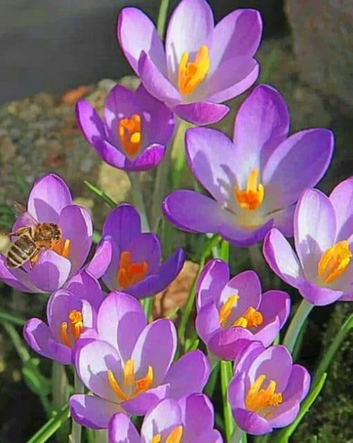 Crocus Vernus Flowers paint by numbers