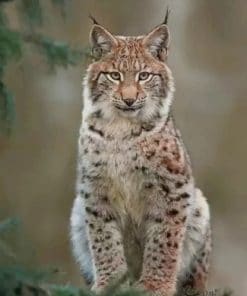 Eurasian Lynx paint by numbers