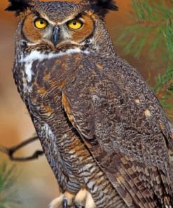 Great Horned Owl paint by numbers