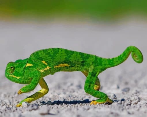 Green Gecko Lizard paint by numbers